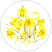 Daffodils Single (150mm)