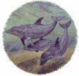 Dolphins 1 Single (90mm)