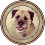 Border Terrier (R) Single (150)  