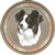 Border Collie (R) Single (90mm)