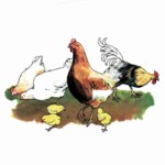 Chicken Family 2 Single (150mm)