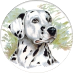 Dalmatian (K) Single (150mm)