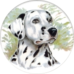 Dalmatian (K) Single (90mm)  