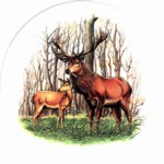 Deer & Fawn Single (150mm)