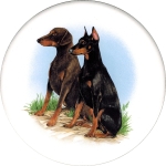 Doberman (M) Single (90mm)