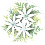 Flannel Flower Single 90mm