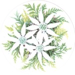 Flannel Flower Single 90mm  