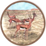 Gazelle Single (90mm)