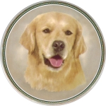 Golden Retriever (R) Single (90mm)