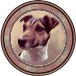 Jack Russell Smooth (R) (90mm)