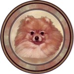 Pomeranian (R) Single (150mm)
