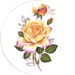 Peace Rose Single (90mm)