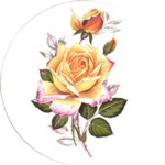 Peace Rose Single (90mm)