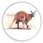 Red kangaroo Single 90mm