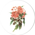 Red flowering gum 1 Single 90mm