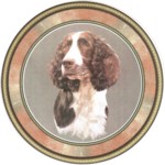  Springer Spaniel (R) Single (90mm)