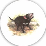 Tasmanian Devil Single 150mm