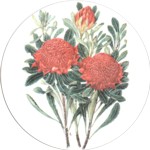 Waratah Single 150mm