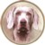  Weimaraner (R) Single (90mm)