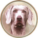 Weimaraner (R) Single (90mm)