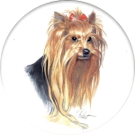  Yorkshire Terrier (CD) Single (150mm)