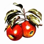 Apples 1 Single (90mm)