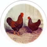 Barnevelder Single (150mm)