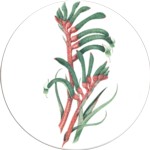 Kangaroo paw 1 Single 90mm