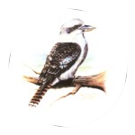 Kookaburra Single 150mm