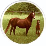 Mare & Colt Single (150mm)