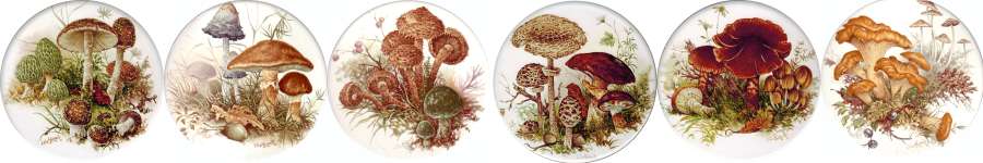  Mushrooms set of 6 (150mm)