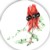 Sturts pea 1 Single 150mm