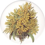 Wattle 2 Single 90mm  